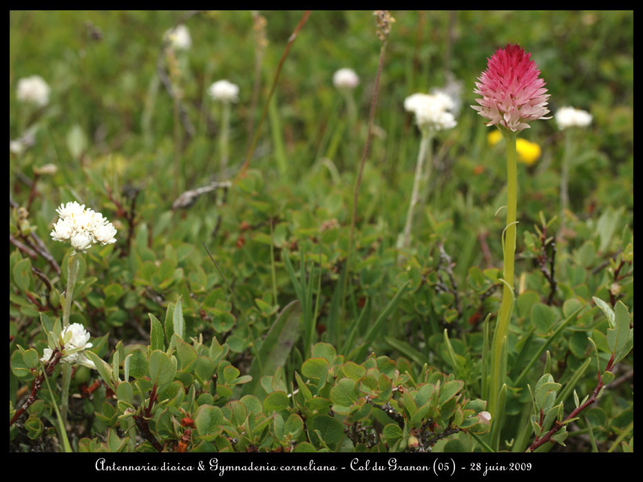 A-dioica-&-G-corneliana