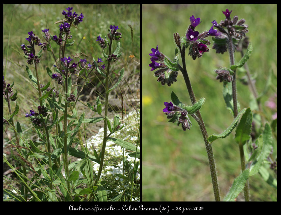 Anchusa-officinalis