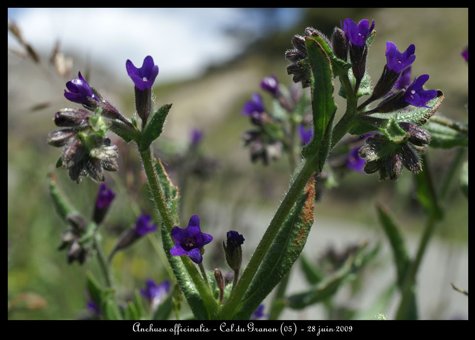 Anchusa-officinalis3