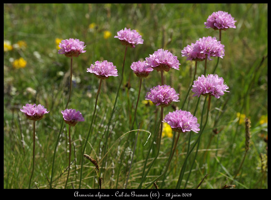 Armeria-alpina