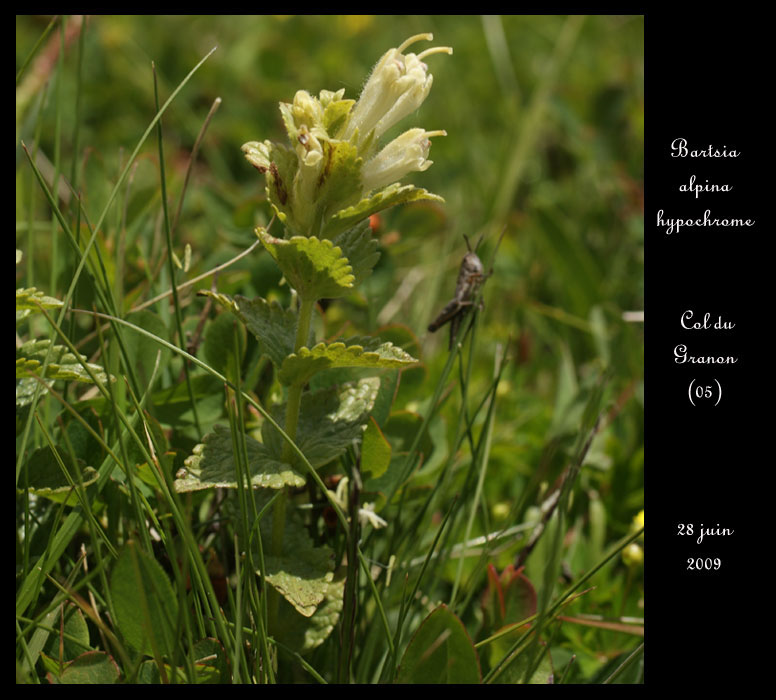 Bartsia-alpina