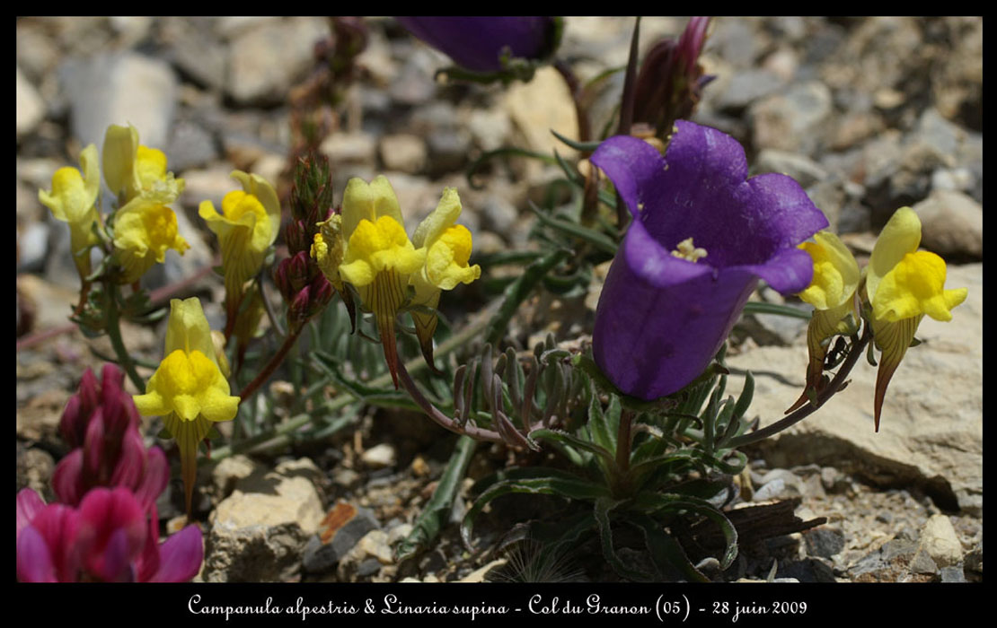 Campanula-alpestris-&-Linar