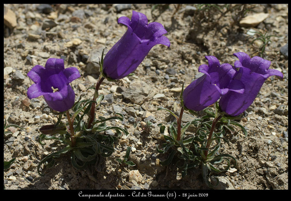 Campanula-alpestris