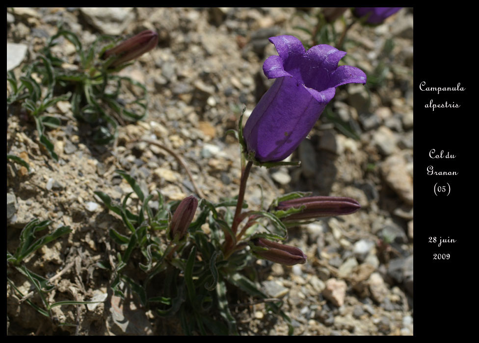 Campanula-alpestris2