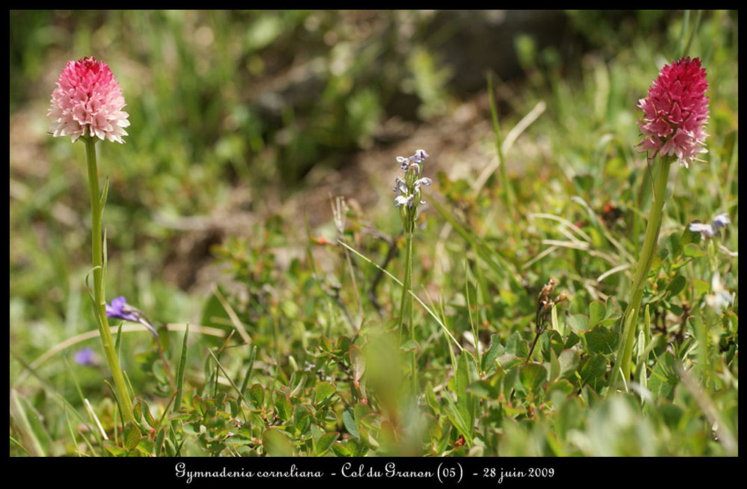 G-corneliana