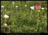 A-dioica-&-G-corneliana