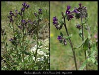 Anchusa-officinalis