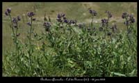 Anchusa-officinalis2