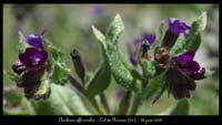 Anchusa-officinalis4