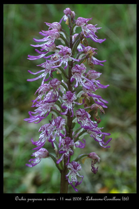 Orchis purpurea x simia