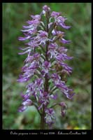 Orchis purpurea x simia