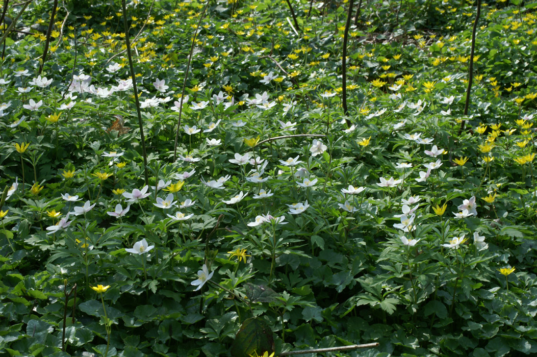 Anemone nemorosa & Ranunculus ficaria Bois de Lewarde 010407 (17)