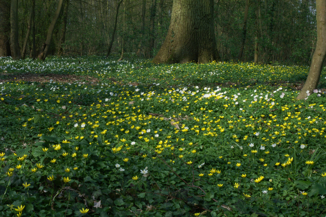 Anemone nemorosa & Ranunculus ficaria Bois de Lewarde 010407 (45)