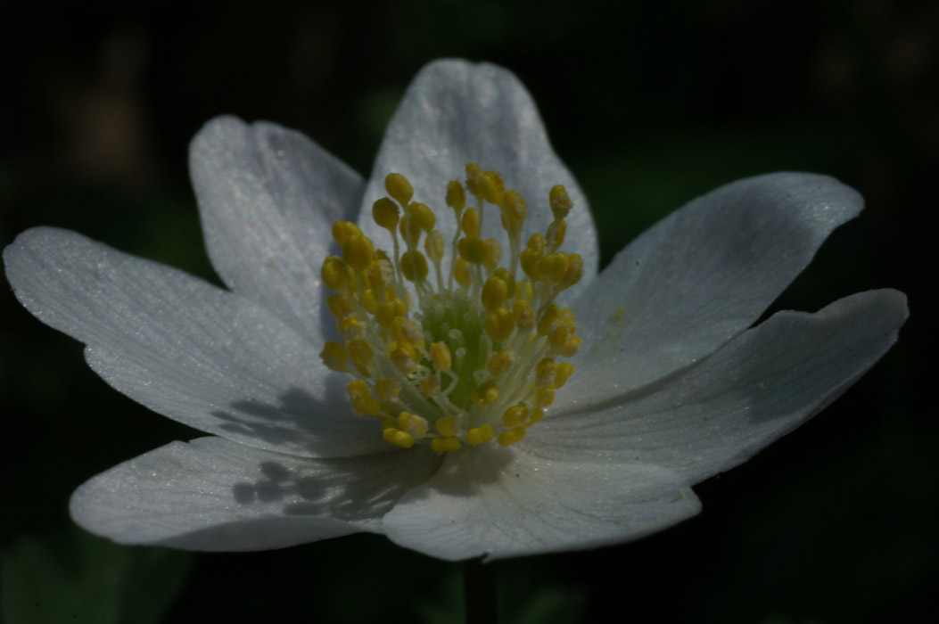 Anemone nemorosa Bois de Lewarde 010407 (29)