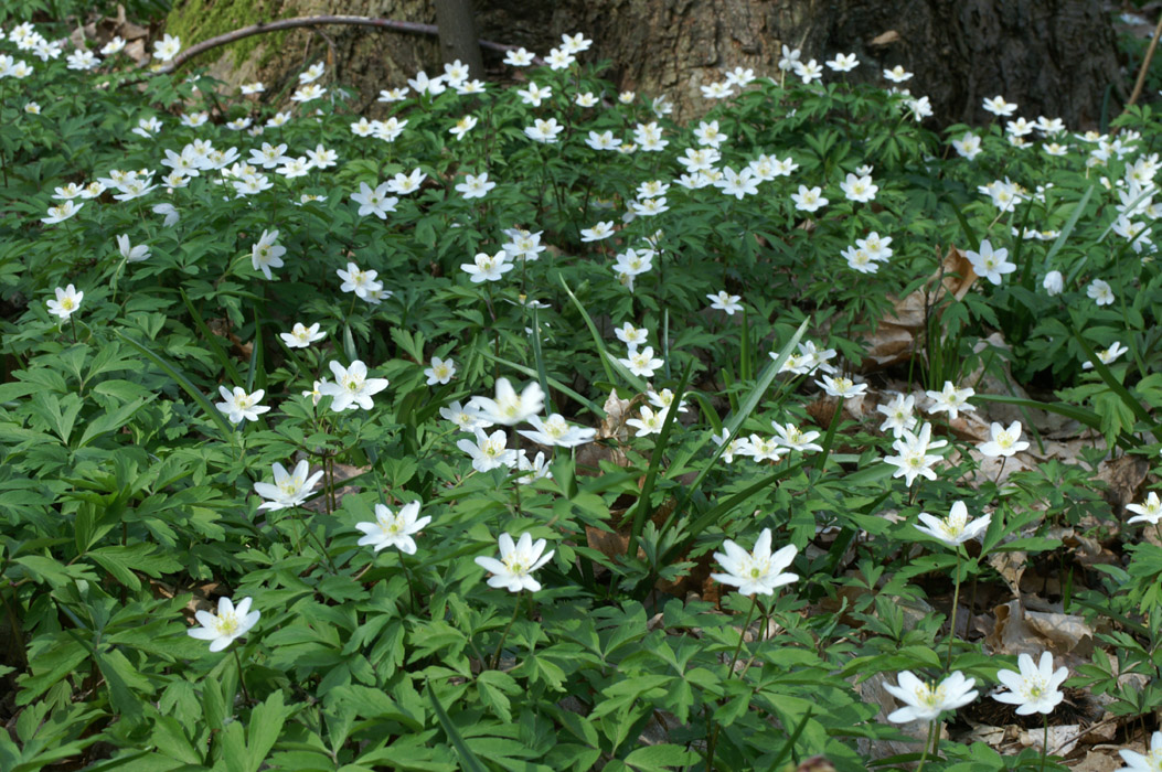 Anemone nemorosa Bois de Lewarde 010407 (3)