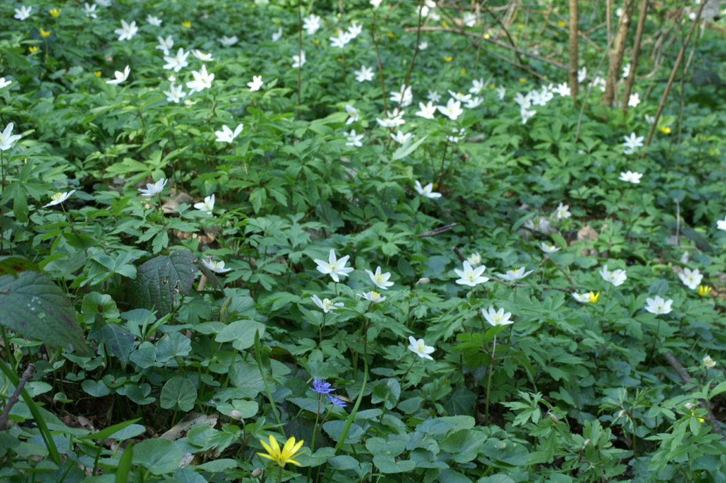 Anemone nemorosa Bois de Lewarde 010407 (43)