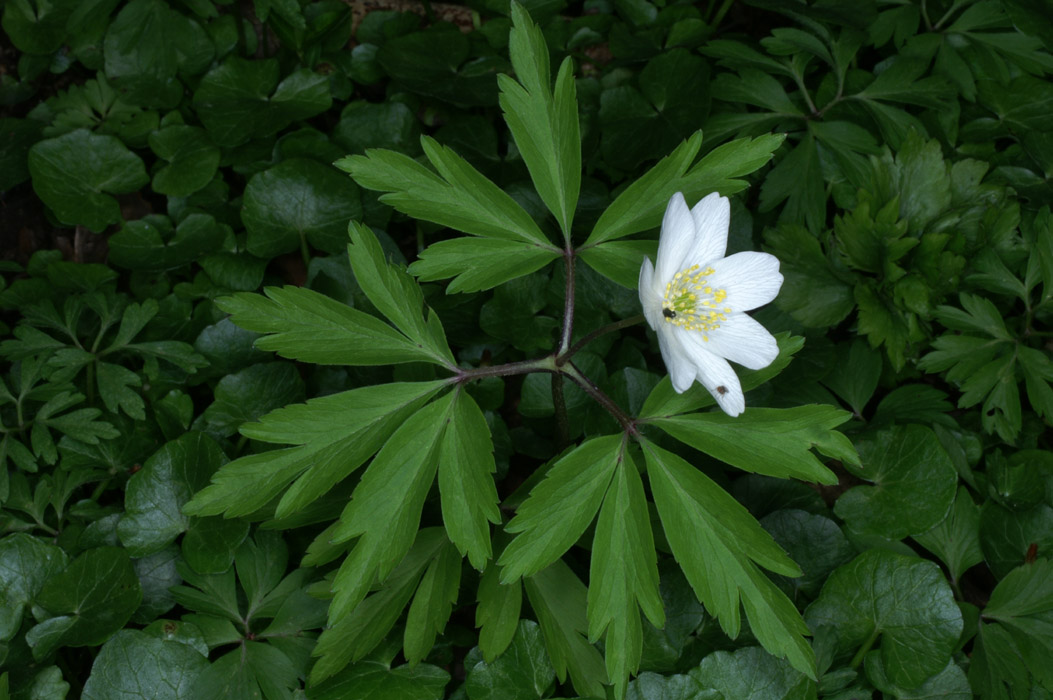 Anemone nemorosa Bois de Lewarde 010407 (48)