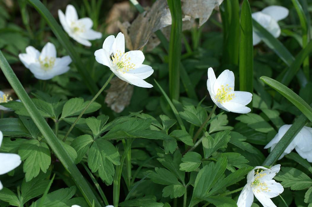 Anemone nemorosa Bois de Lewarde 010407 (50)