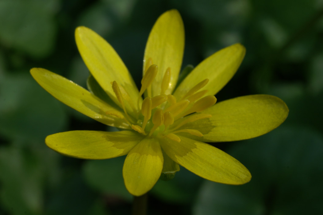 Ranunculus ficaria Bois de Lewarde 010407 (15)