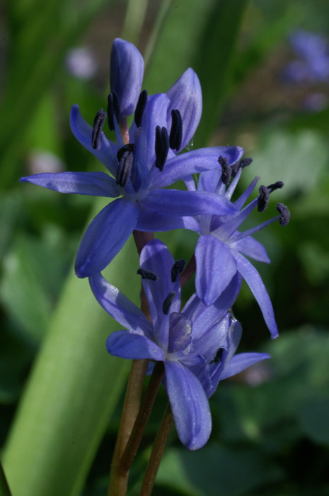 Scilla bifolia Bois de Lewarde 010407 (28)