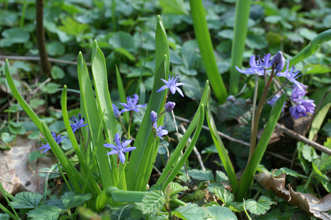 Scilla bifolia Bois de Lewarde 010407 (29)
