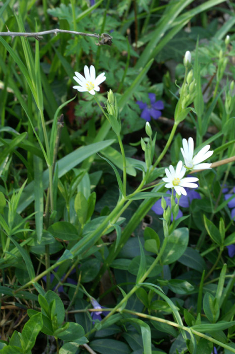 Stellaria graminea Bois de Lewarde 010407 (58)