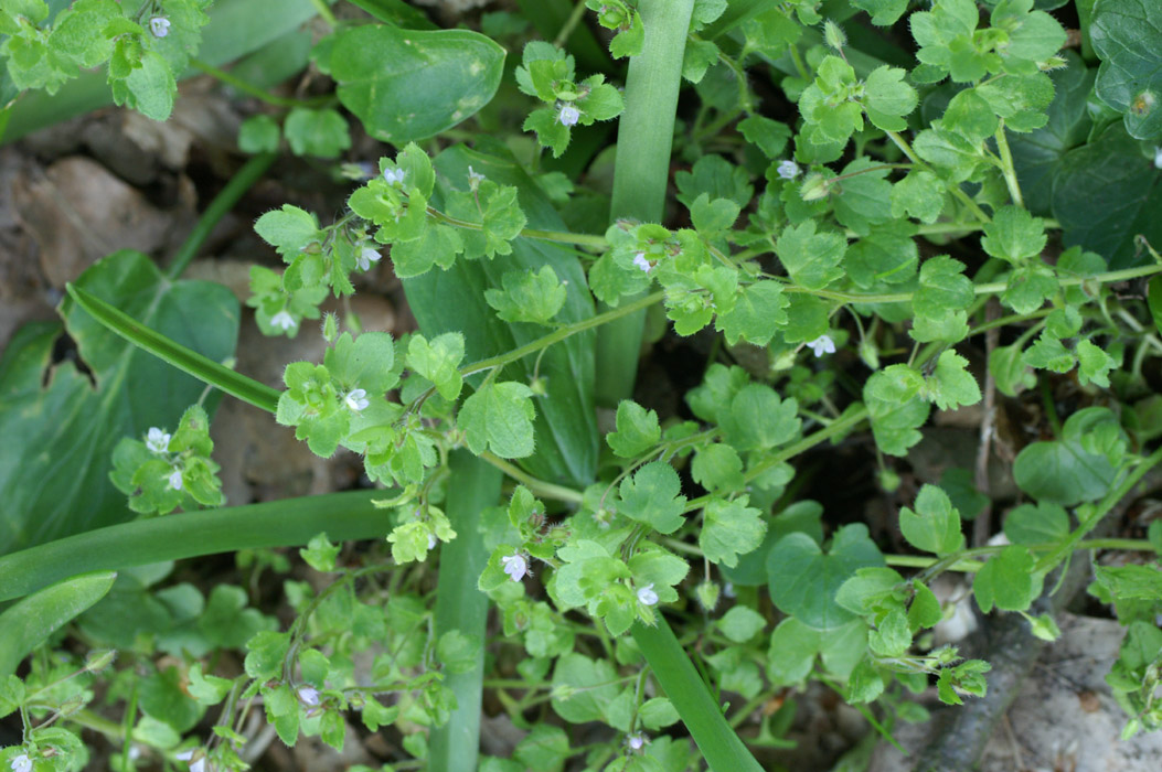 Veronica hederifolia Bois de Lewarde 010407 (59)