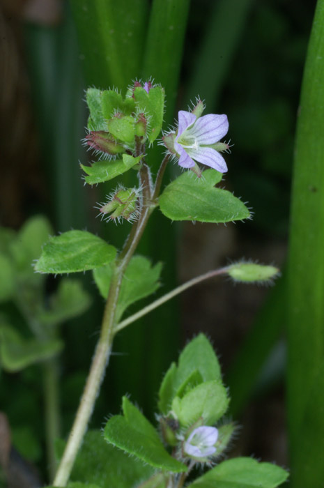 Veronica hederifolia Bois de Lewarde 010407 (60)