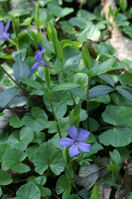 Vinca minor Bois de Lewarde 010407 (19)