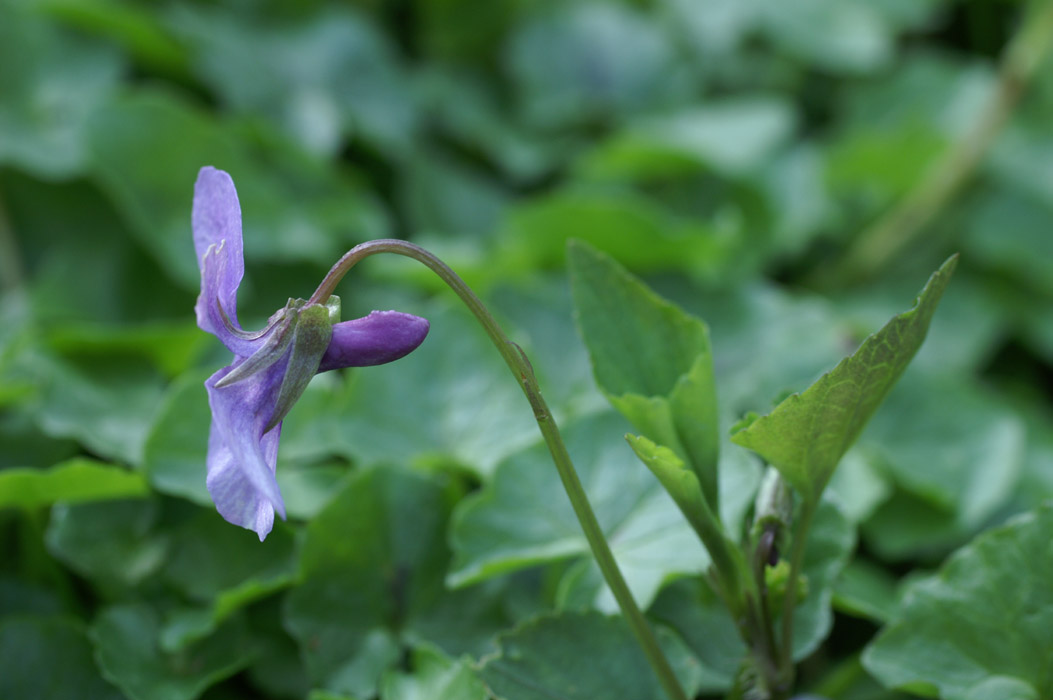 Viola odorata Bois de Lewarde 010407 (23)