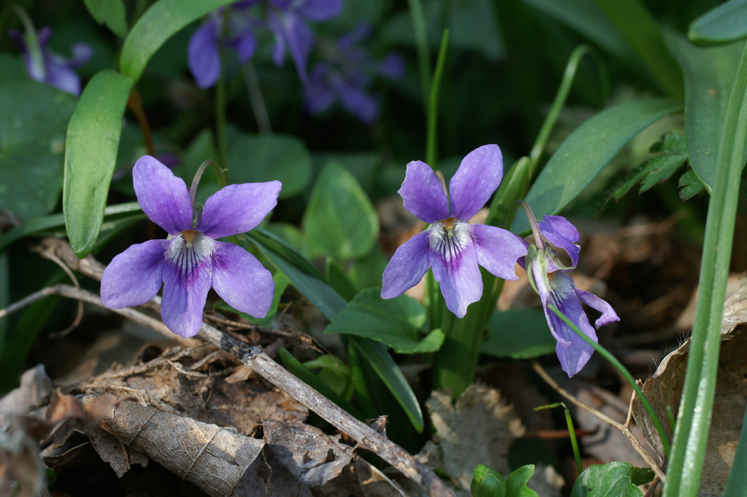Viola odorata Bois de Lewarde 010407 (48)