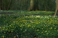 Anemone nemorosa & Ranunculus ficaria Bois de Lewarde 010407 (45)