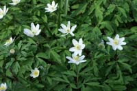 Anemone nemorosa Bois de Lewarde 010407 (2)