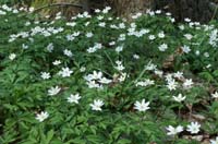 Anemone nemorosa Bois de Lewarde 010407 (3)