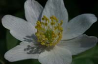 Anemone nemorosa Bois de Lewarde 010407 (30)