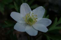 Anemone nemorosa Bois de Lewarde 010407 (4)