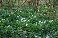 Anemone nemorosa Bois de Lewarde 010407 (44)