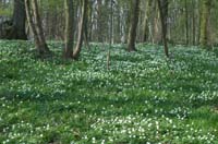 Anemone nemorosa Bois de Lewarde 010407 (47)