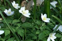 Anemone nemorosa Bois de Lewarde 010407 (50)