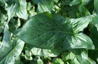 Bois de Lewarde Arum maculatum 010407 (32)