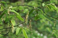 Carpinus betulus Bois de Lewarde 010407 (63)