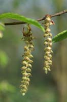 Carpinus betulus Bois de Lewarde 010407 (64)