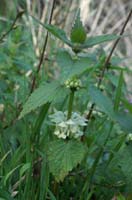 Lamium album Bois de Lewarde 010407 (34)