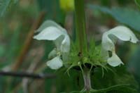 Lamium album Bois de Lewarde 010407 (35)