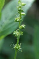 Mercurialis perennis Bois de Lewarde 010407 (25)