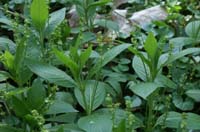 Mercurialis perennis Bois de Lewarde 010407 (26)