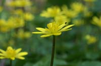 Ranunculus ficaria Bois de Lewarde 010407 (10)