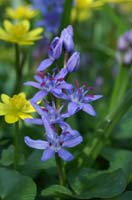 Scilla bifolia Bois de Lewarde 010407 (7)