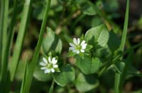 Stellaria media Bois de Lewarde 010407 (50)