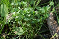 Stellaria media Bois de Lewarde 010407 (51)